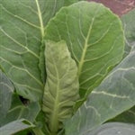 Myatts Offenham Cabbage