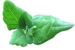 New Zealand Spinach