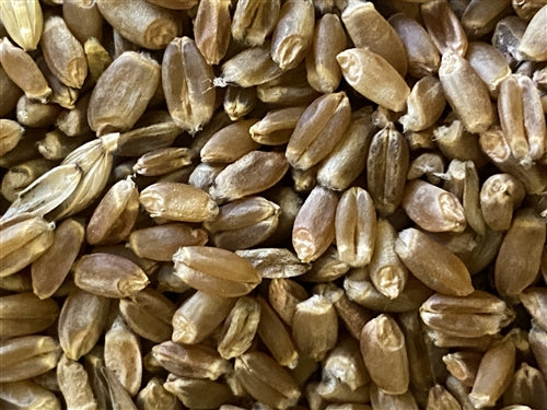 Olands Wheat