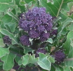 Purple Sprouting Broccoli