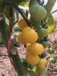 Reinhard’s Golden Cherry