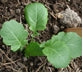 Texsel Greens/Ethiopian Kale