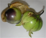 Violet Tomatillo