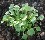 Winter Purslane