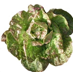 Wonder of Four Seasons