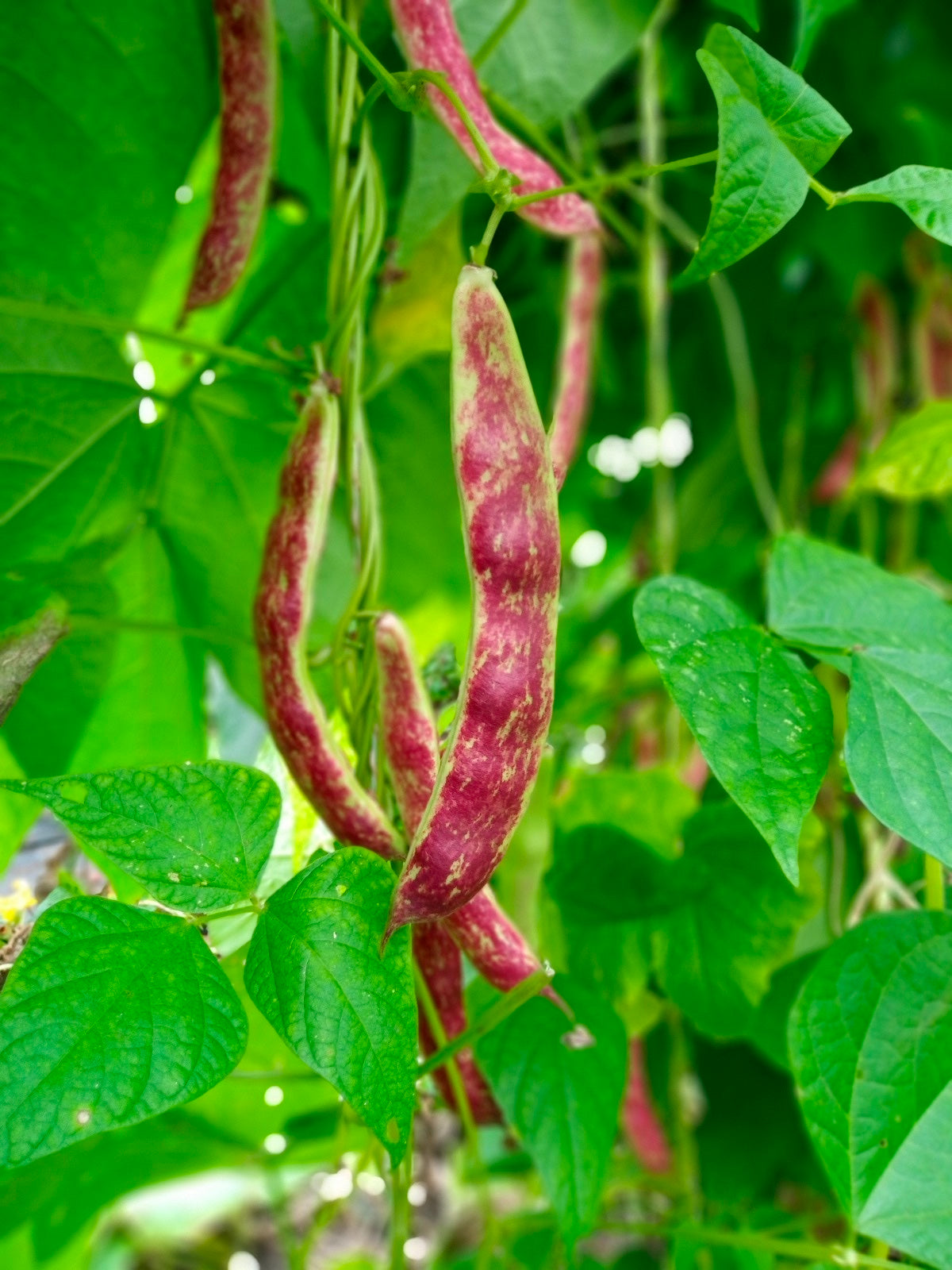 Borlotto Lingua di Fuoco