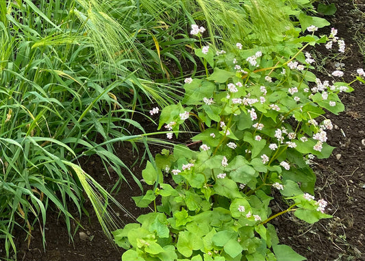 Buckwheat
