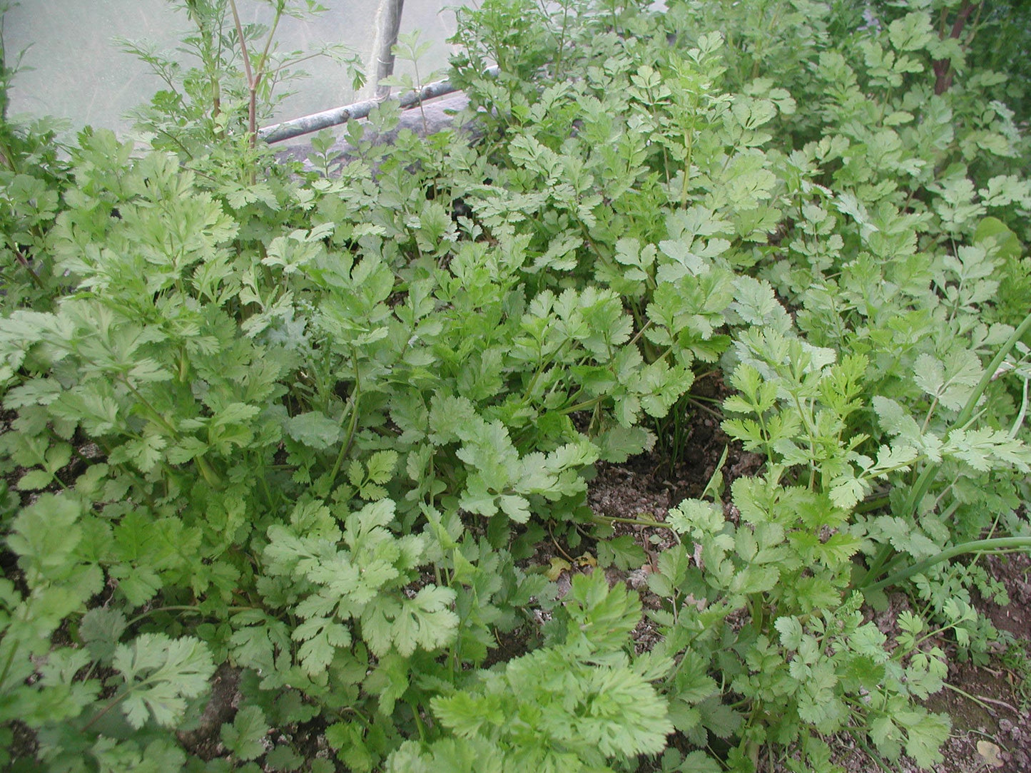 Coriander