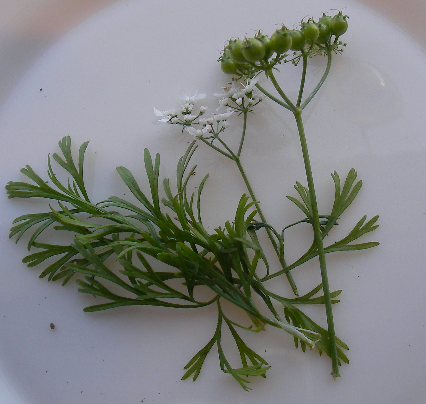 Coriander