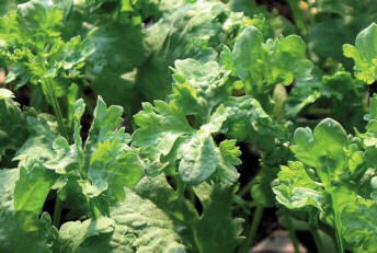 Cress Bubbles