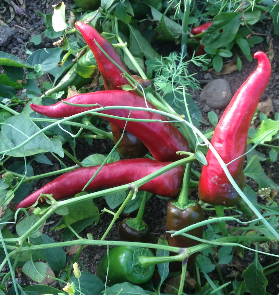 Pixie Hat Paprika