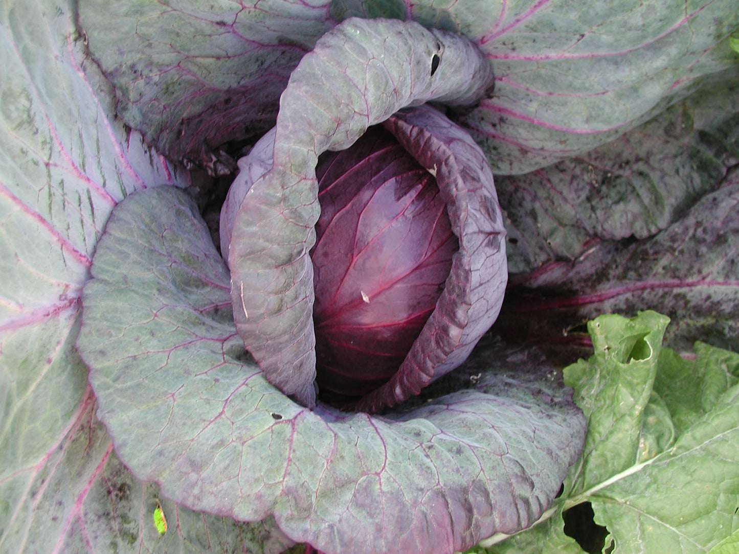 Red Drumhead Cabbage
