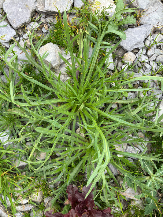Buckthorn Plantain/ Herba Stella/ Minutina