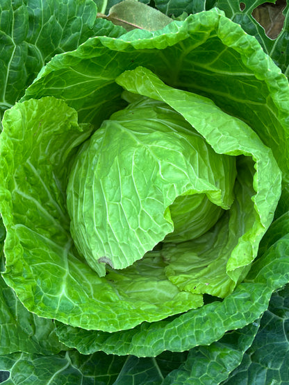 Myatts Offenham Cabbage