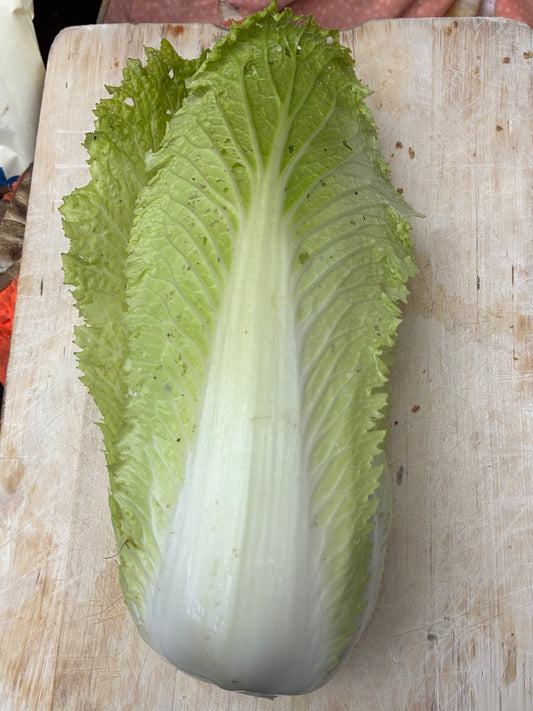 Chinese cabbage