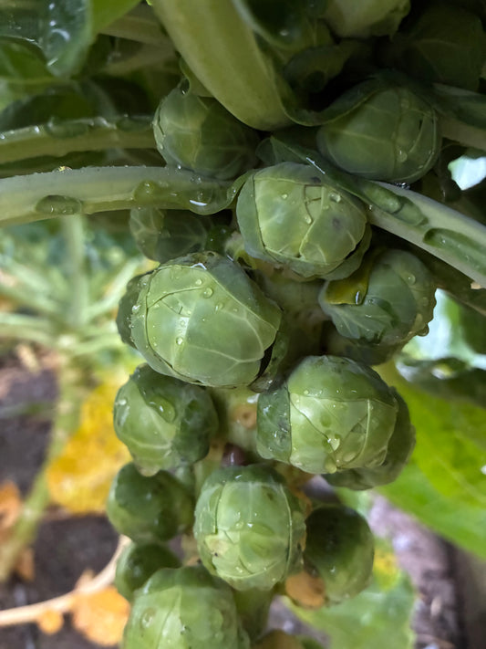 Idemar Brussel sprout