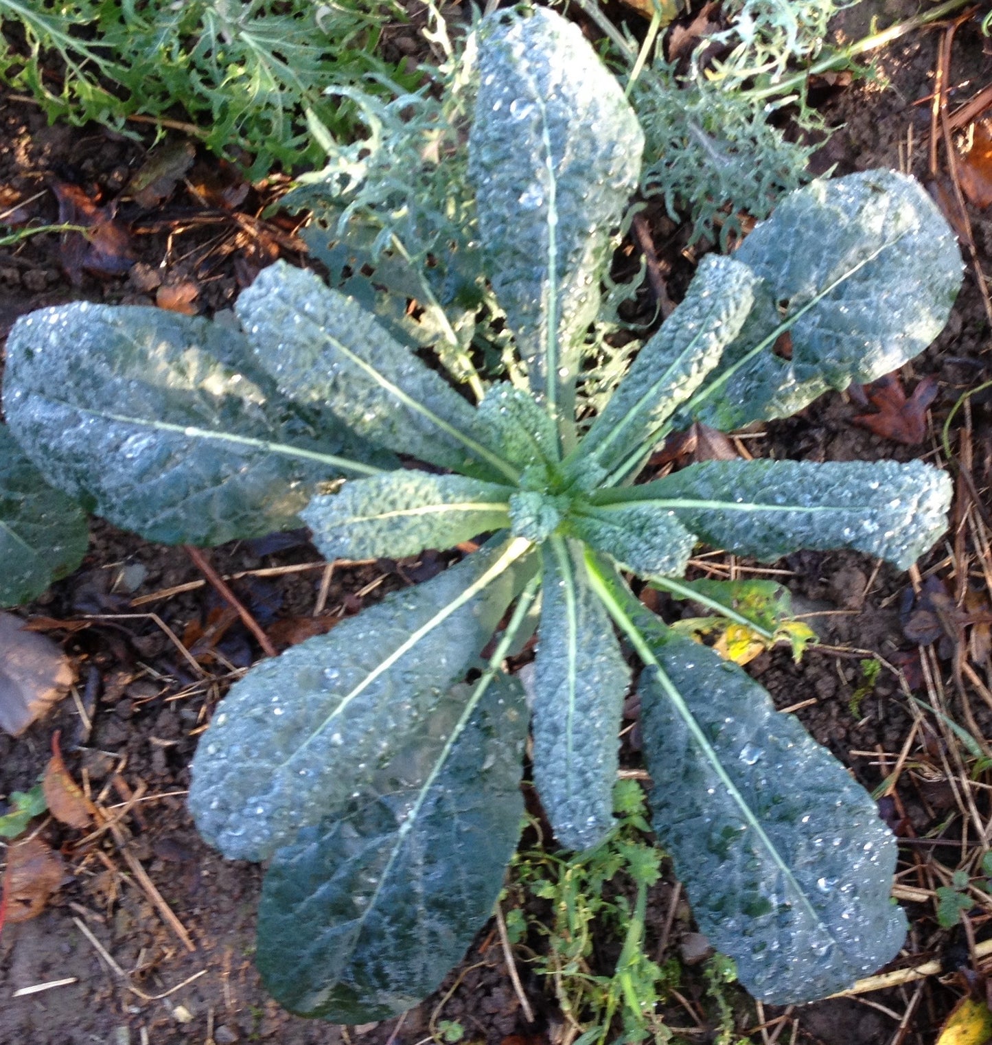 Cavalo Nero