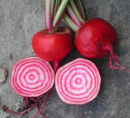 Chioggia Pink Beetroot