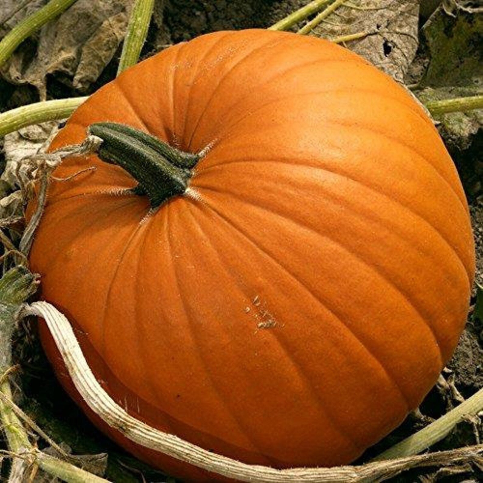 Jack O'Lantern – Brown Envelope Seeds