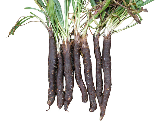 Scorzonera Russian Giant