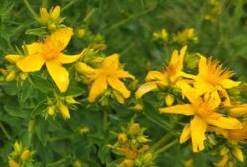 St John's wort