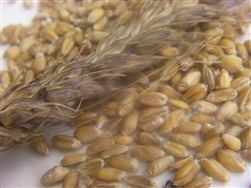 April Awned Wheat