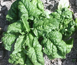Abundant Bloomsdale Spinach (certified organic)