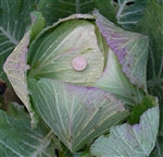 Gortahook cabbage