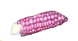 Lavender Parching Corn