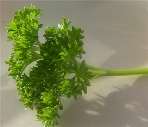 Moss Curled Parsley