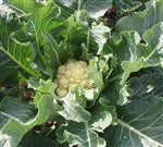 Nine Star Perennial Broccoli