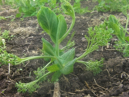 Parsley pea