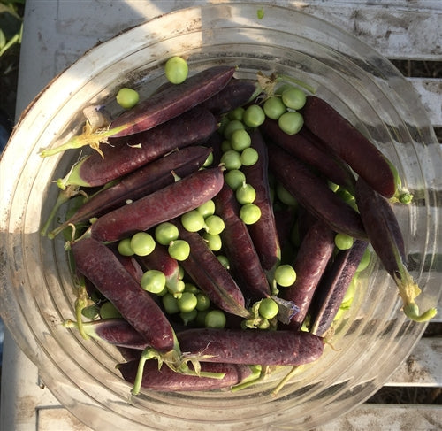Purple Podded