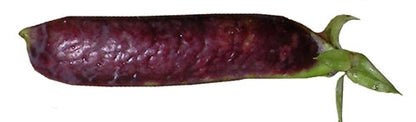 Purple Podded