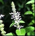 Sacred Basil/Tulsi